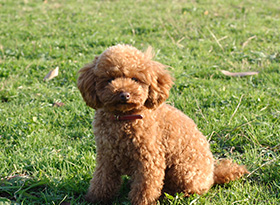 ペットと一緒のくらし